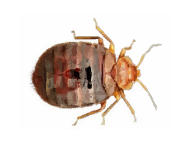 Bed Bugs Image and Pest Control Facts