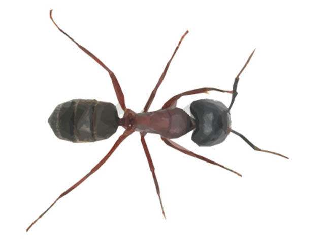 Carpenter Ant Photos And Pest Control Facts