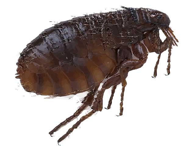 Flea Photo And Pest Control Facts