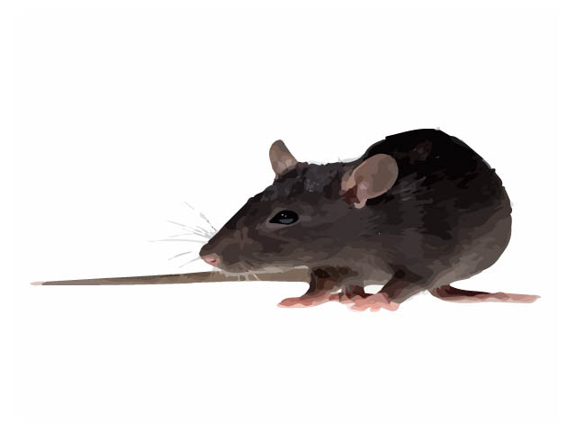 Mice Photos And Facts for Pest Control