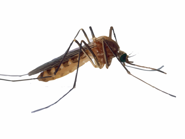 Mosquitoes Pest Control Facts and Photo