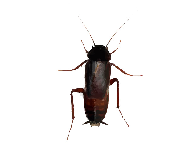 Oriental Cockroach Pest Control Fact and Photo