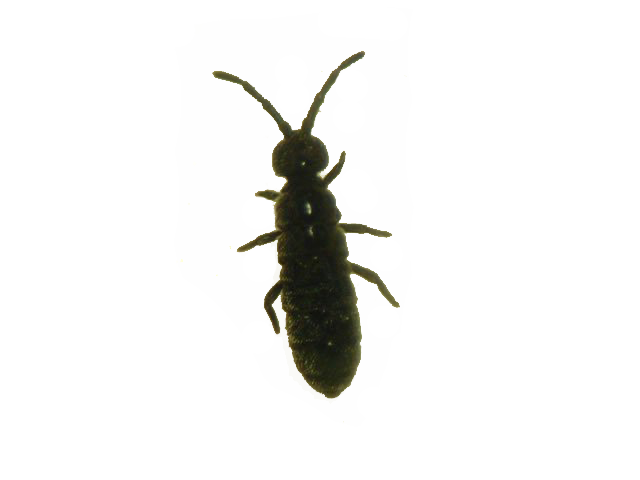 Springtail Pest Control Facts and Photos