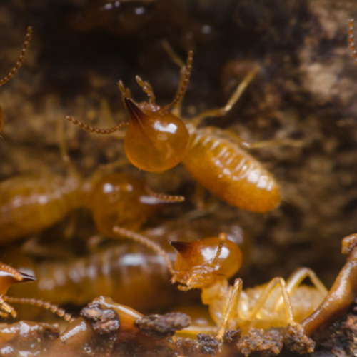 termite facts