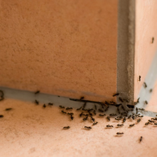 tried and true ways to get rid of ants