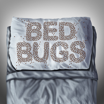 avoid bed bugs