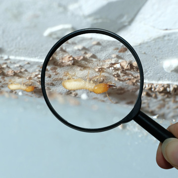 professional termite treatment