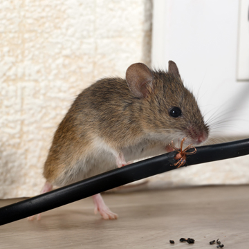 hiring the right pest technician