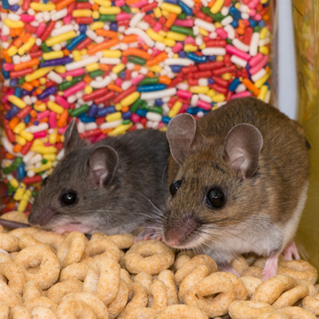 pest myths