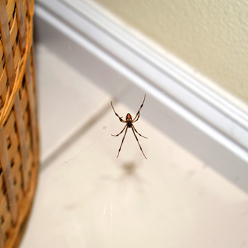 common pest