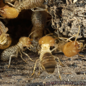 get rid of termites in murfreesboro