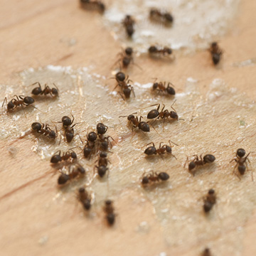 what to know about ants