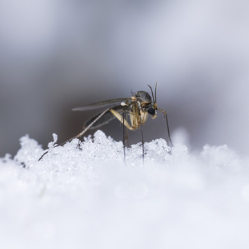 pest control in winter