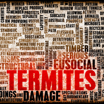 termite inspection