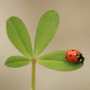 pest in spring