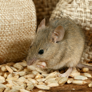 what attracts mice