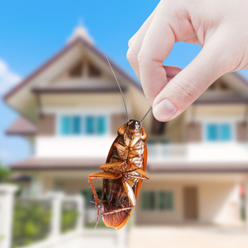 why roaches are dangerous to humans