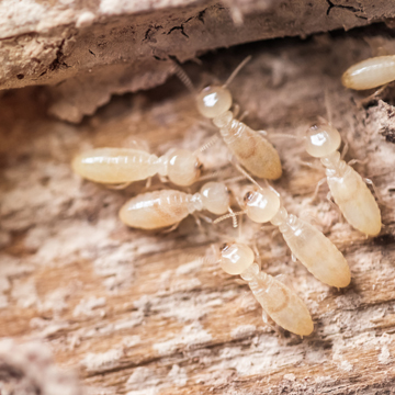 how long are termites a problem