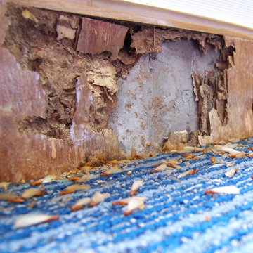 are termites a problem