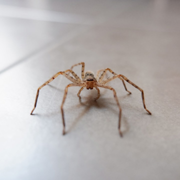 spiders in home