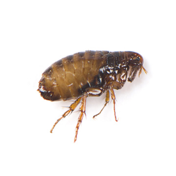Flea prevention