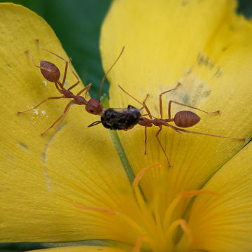 ant control