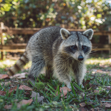 prevent wildlife