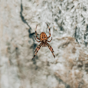 keep spiders out this winter