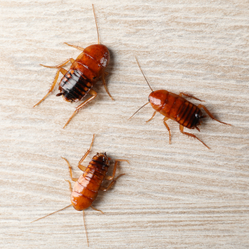 wet basement attracts pest