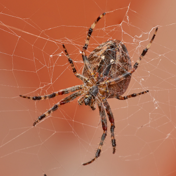 active spiders