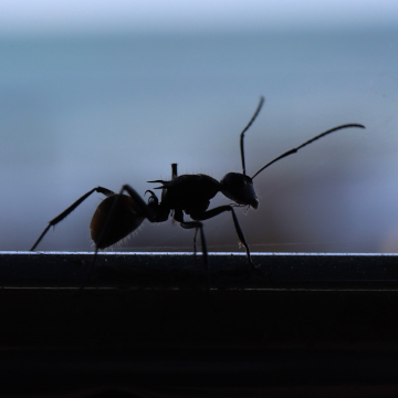 ants in march