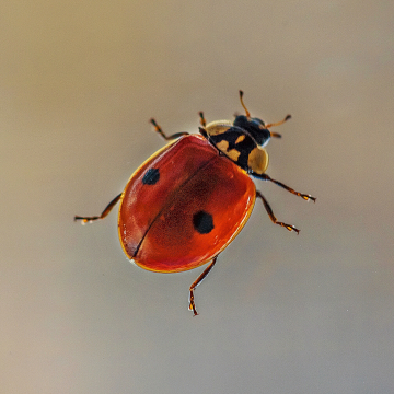 winter spring pest