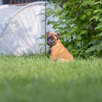 flea prevention