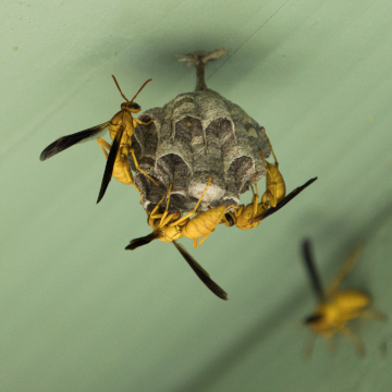 spring pest