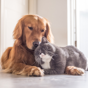 pet friendly