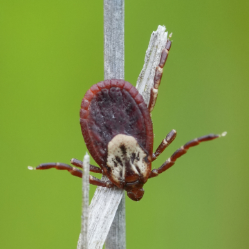 tick bite