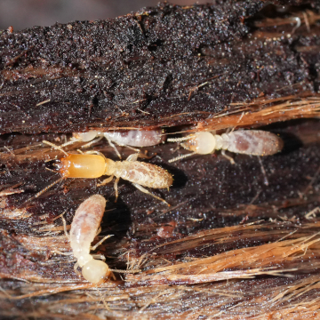 termite and do and donts