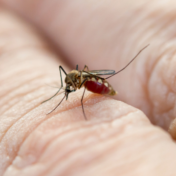 insect illness