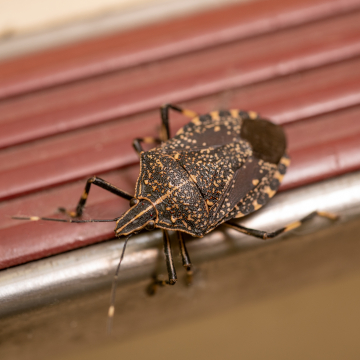 rid stink bugs