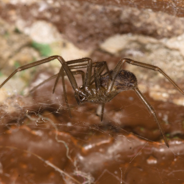 brown recluse