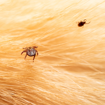 tick treatment