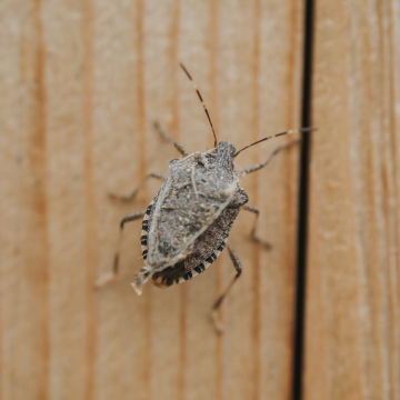stink bug